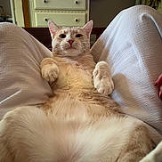 Wybie is registered to the contest to win money with this photo: cat, indoor, pet, relaxed, lap, feline, fur, whiskers, paws, domestic_animal, home, furniture, television, curious, cute, animal, mammal, resting, closeup, comfort