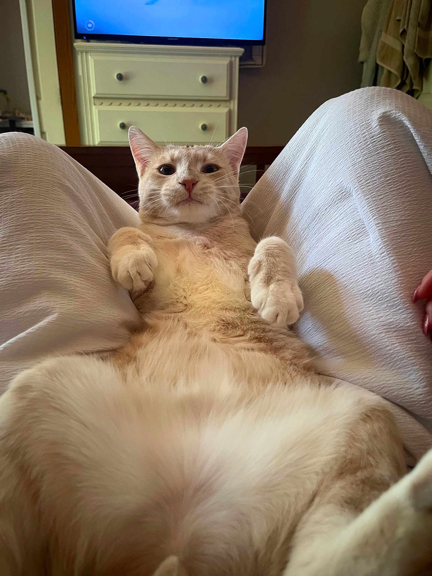 Wybie is registered to the contest to win money with this photo: cat, indoor, pet, relaxed, lap, feline, fur, whiskers, paws, domestic_animal, home, furniture, television, curious, cute, animal, mammal, resting, closeup, comfort