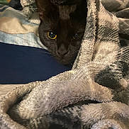 Squeeps is registered to the contest to win money with this photo: cat, black_cat, blanket, cozy, indoor, pet, animal, fur, face, eyes, warm, comfort, resting, snug, soft, pattern, closeup, bed, curious, feline