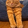 Milo Bear joined the competition — help win amazing prizes! cat, orange_tabby, pet_bed, stretching, resting, cozy, indoor, wooden_floor, feline, sleepy, fur, whiskers, paws, collar, relaxed, close_up, domestic_cat, cute, animal, home