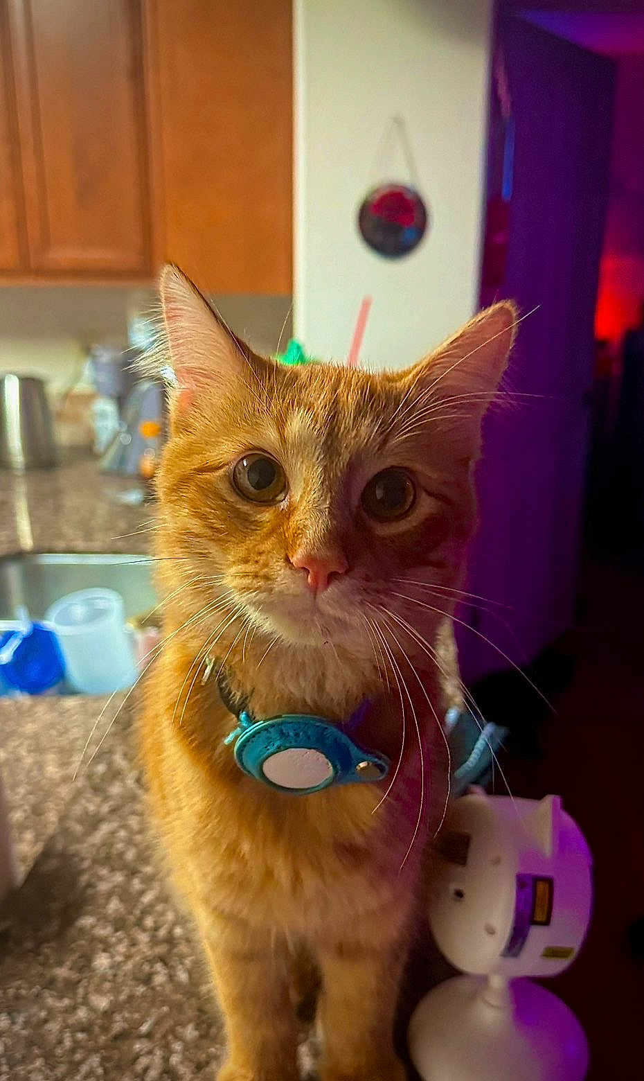 Milo Bear joined the competition — help win amazing prizes! cat, orange_tabby, collar, pet, kitchen, countertop, indoor, curious, close_up, whiskers, ears, fur, domestic_cat, animal, household, eyes, face, feline, orange_fur, looking