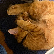 Milo Bear joined the competition — help win amazing prizes! cat, orange_tabby, sleeping, curled_up, paws, fur, indoor, rug, blue_rug, cozy, pet, nap, whiskers, ear, floor, relaxed, cute, feline, domestic_cat, resting