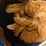 cat, orange_tabby, sleeping, curled_up, paws, fur, indoor, rug, blue_rug, cozy, pet, nap, whiskers, ear, floor, relaxed, cute, feline, domestic_cat, resting