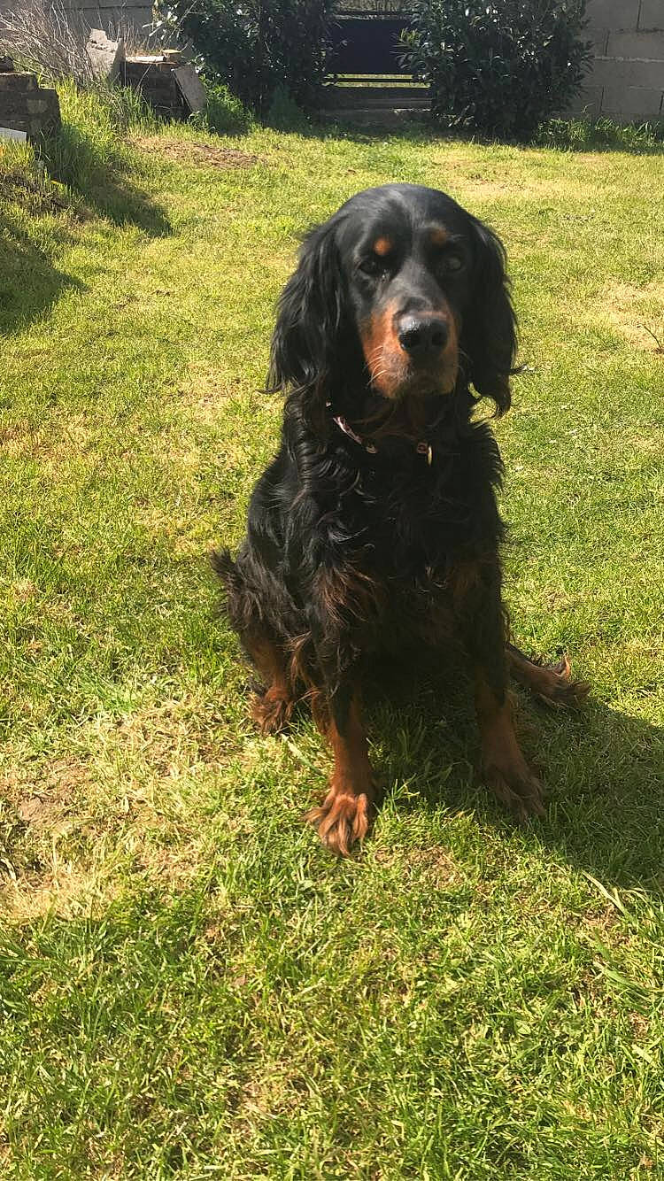 Fiby a rejoint le concours — aidez-le/la à gagner de superbes lots ! boykin_spaniel, canidae, carnivore, cocker_spaniel, companion_dog, dog, dog_breed, german_longhaired_pointer, german_spaniel, gordon_setter, grass, mammal, picardy_spaniel, rare_breed_dog, retriever, russian_spaniel, setter, spaniel, sporting_group, vertebrate