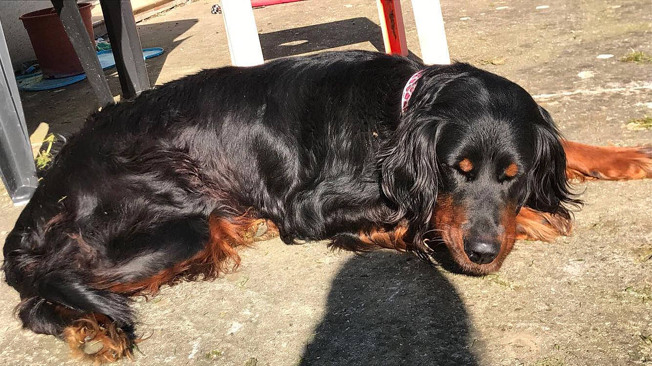 Fiby a rejoint le concours — aidez-le/la à gagner de superbes lots ! canidae, carnivore, companion_dog, dog, dog_breed, field_spaniel, german_longhaired_pointer, german_spaniel, gordon_setter, hunting_dog, irish_setter, mammal, picardy_spaniel, rare_breed_dog, retriever, russian_spaniel, setter, spaniel, sporting_group, vertebrate