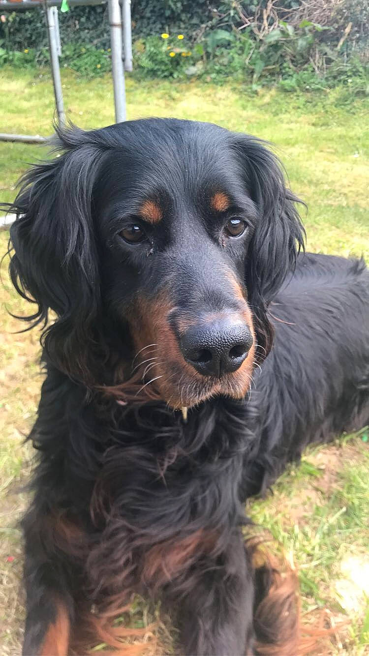 Fiby participe au concours pour gagner de l'argent avec cette photo : blue_picardy_spaniel, boykin_spaniel, canidae, carnivore, companion_dog, dog, dog_breed, german_longhaired_pointer, german_spaniel, gordon_setter, hunting_dog, mammal, picardy_spaniel, rare_breed_dog, retriever, russian_spaniel, setter, spaniel, sporting_group, vertebrate