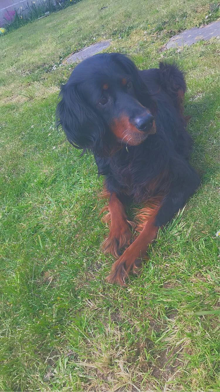 Fiby a rejoint le concours — aidez-le/la à gagner de superbes lots ! canidae, carnivore, dog, dog_breed, gordon_setter, hunting_dog, lithuanian_hound, mammal, retriever, setter, sporting_group, vertebrate