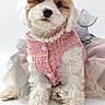 puppy, dog, pink_bow, pink_outfit, pearl_necklace, white_background, cute, fluffy, sitting, portrait, fashion, accessories, adorable, small_dog, studio_photo, pet, animal, fur, looking_at_camera, costume