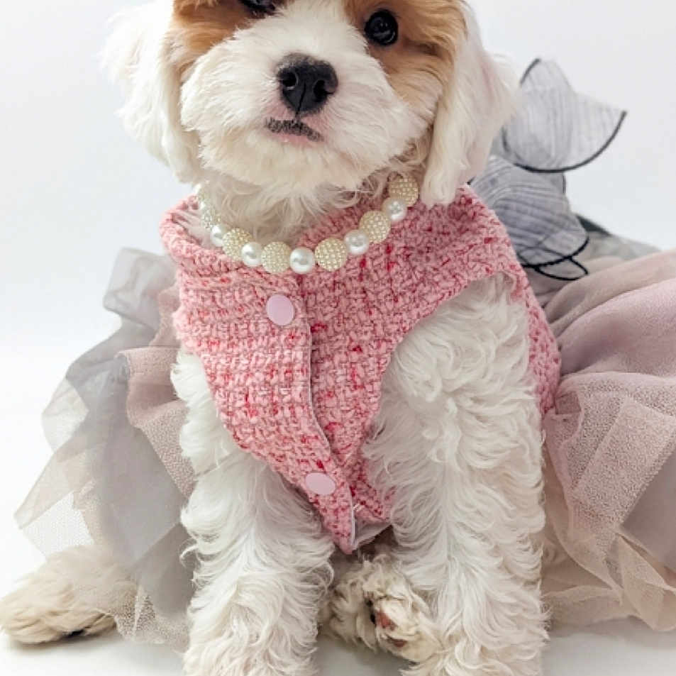 Nami joined the competition — help win amazing prizes! puppy, dog, pink_bow, pink_outfit, pearl_necklace, white_background, cute, fluffy, sitting, portrait, fashion, accessories, adorable, small_dog, studio_photo, pet, animal, fur, looking_at_camera, costume