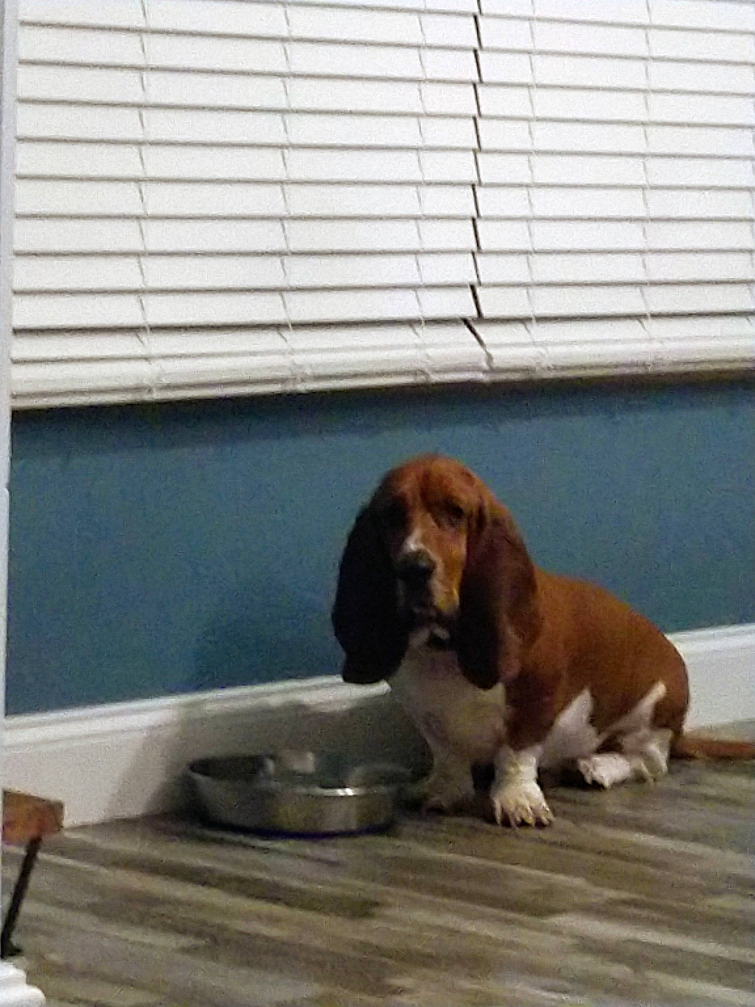 Hotshot is registered to the contest to win money with this photo: canidae, carnivore, companion_dog, dog, dog_breed, fawn, flooring, gun_dog, hardwood, hound, liver, pet_supply, shade, spaniel, sporting_group, window, window_blind, window_covering, window_treatment, wood