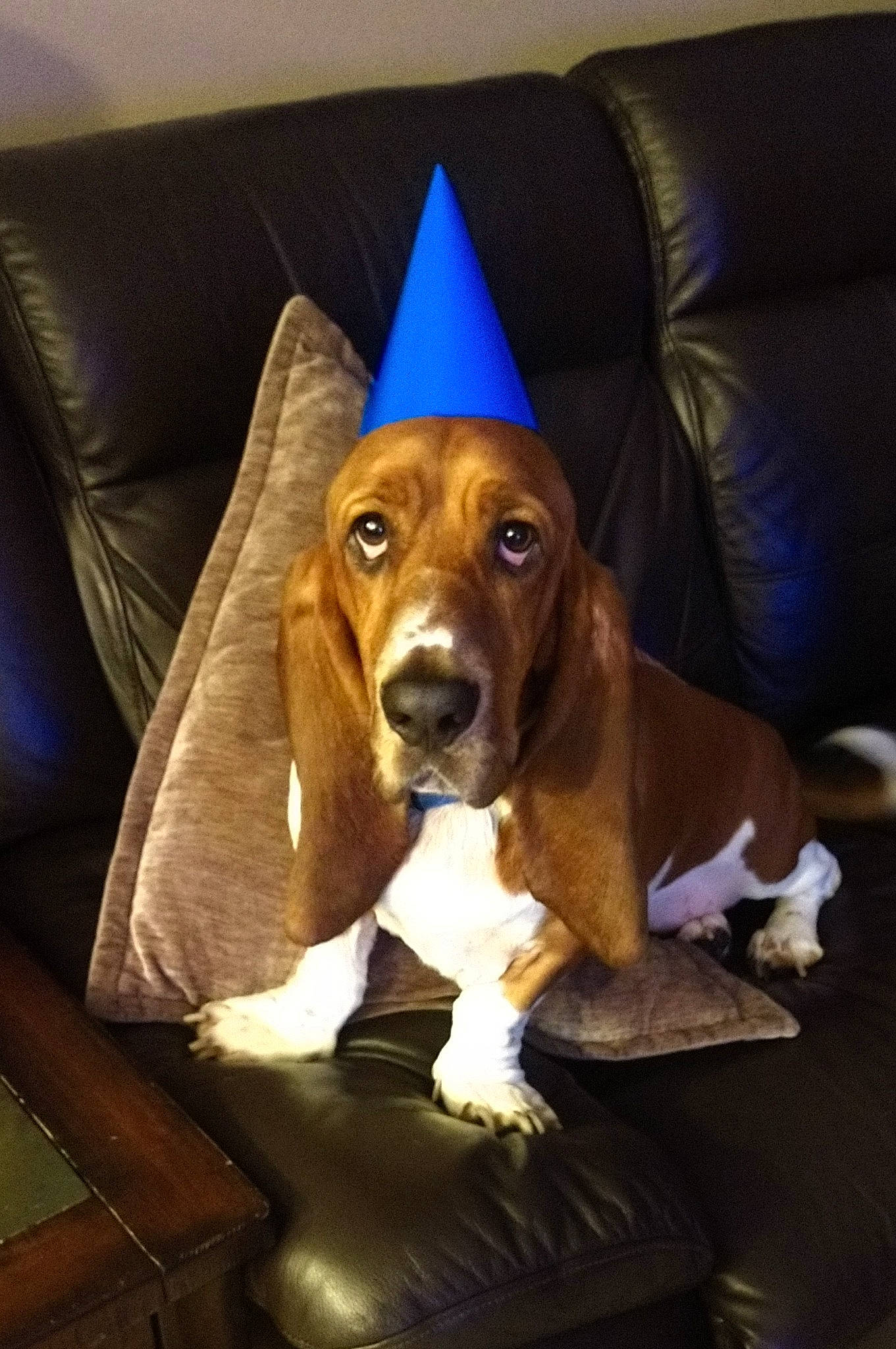 Hotshot joined the competition — help win amazing prizes! basset_hound, canidae, carnivore, comfort, companion_dog, couch, dog, dog_breed, dog_supply, fawn, hound, liver, metal, party_hat, scent_hound, snout, sporting_group, toy, wood, working_animal