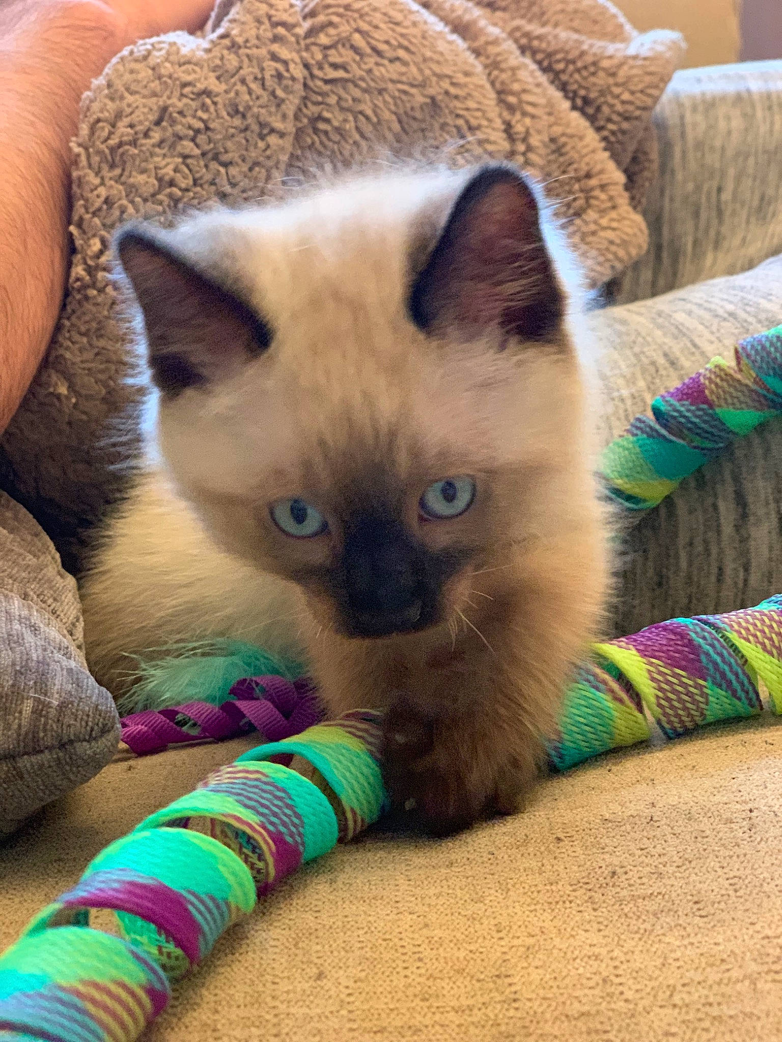 Lola is registered to the contest to win money with this photo: balinese, birman, burmese, carnivore, cat, colorpoint_shorthair, eye, fawn, felidae, kitten, mammal, ojos_azules, ragdoll, siamese, small_to_medium_sized_cats, snout, thai, tonkinese, vertebrate, whiskers