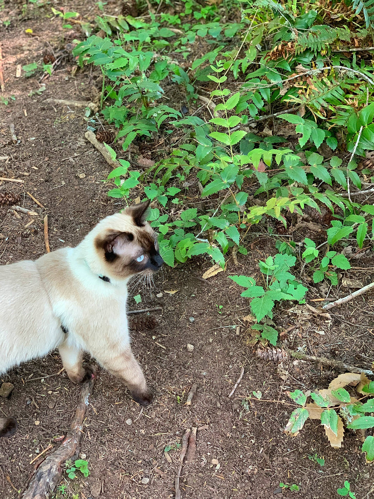 Lola joined the competition — help win amazing prizes! canidae, carnivore, dog_breed, fawn, grass, groundcover, leaf, plant, soil, sporting_group, tail, tree