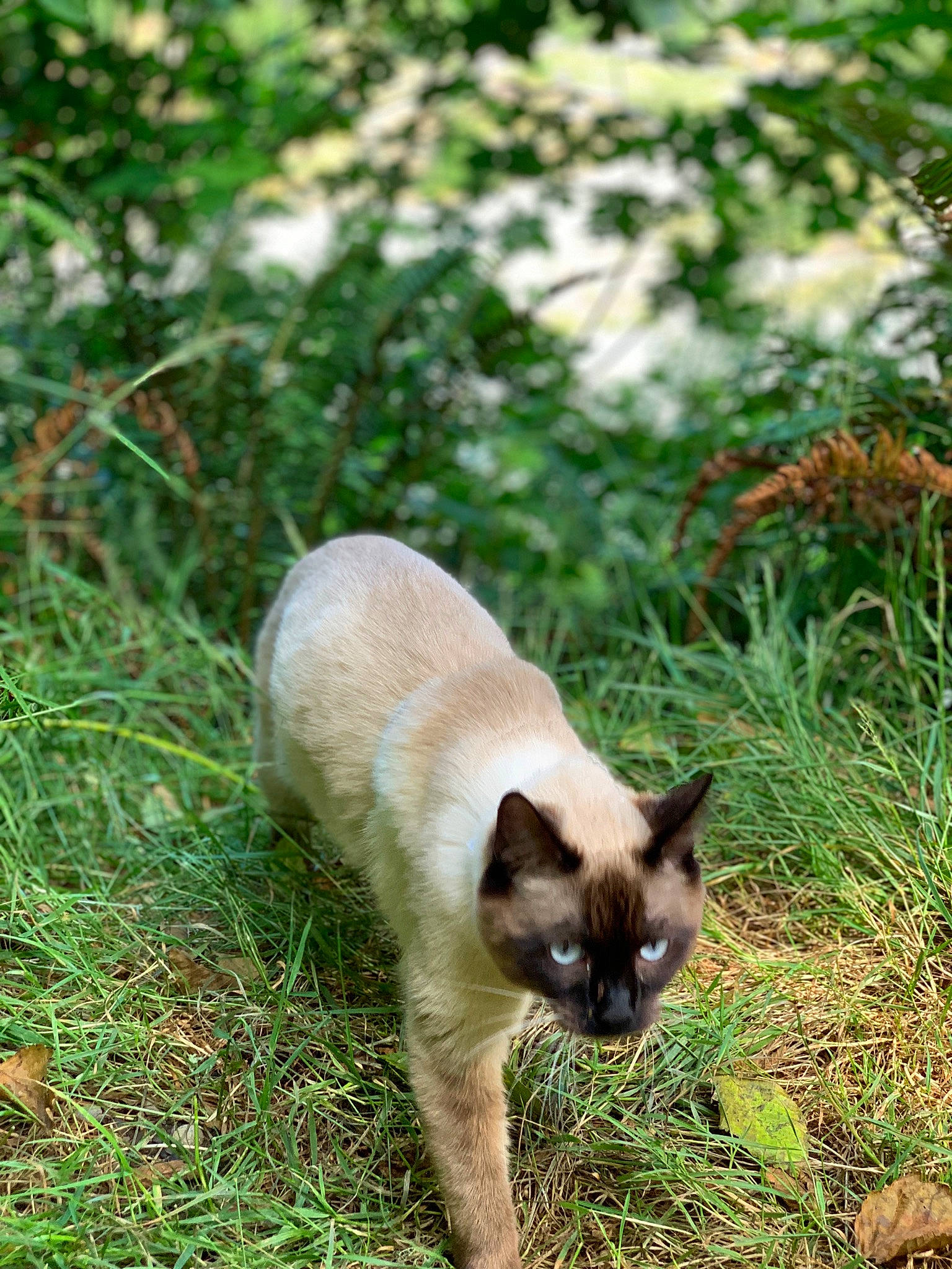 Lola is registered to the contest to win money with this photo: asian, balinese, burmese, carnivore, cat, fawn, felidae, grass, mammal, organism, plant, siamese, small_to_medium_sized_cats, snout, tail, thai, tonkinese, tree, whiskers, wildlife