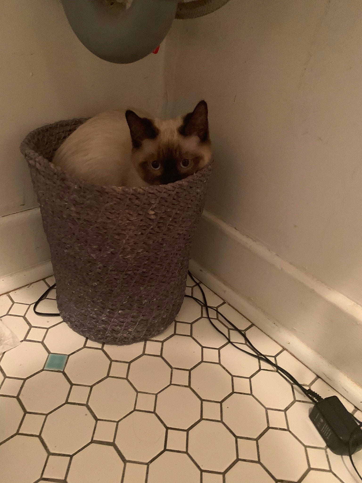 Lola is registered to the contest to win money with this photo: bathroom, burmese, carnivore, cat, cat_furniture, cat_supply, domestic_short_haired_cat, fawn, felidae, floor, flooring, siamese, small_to_medium_sized_cats, thai, tile, tonkinese, whiskers