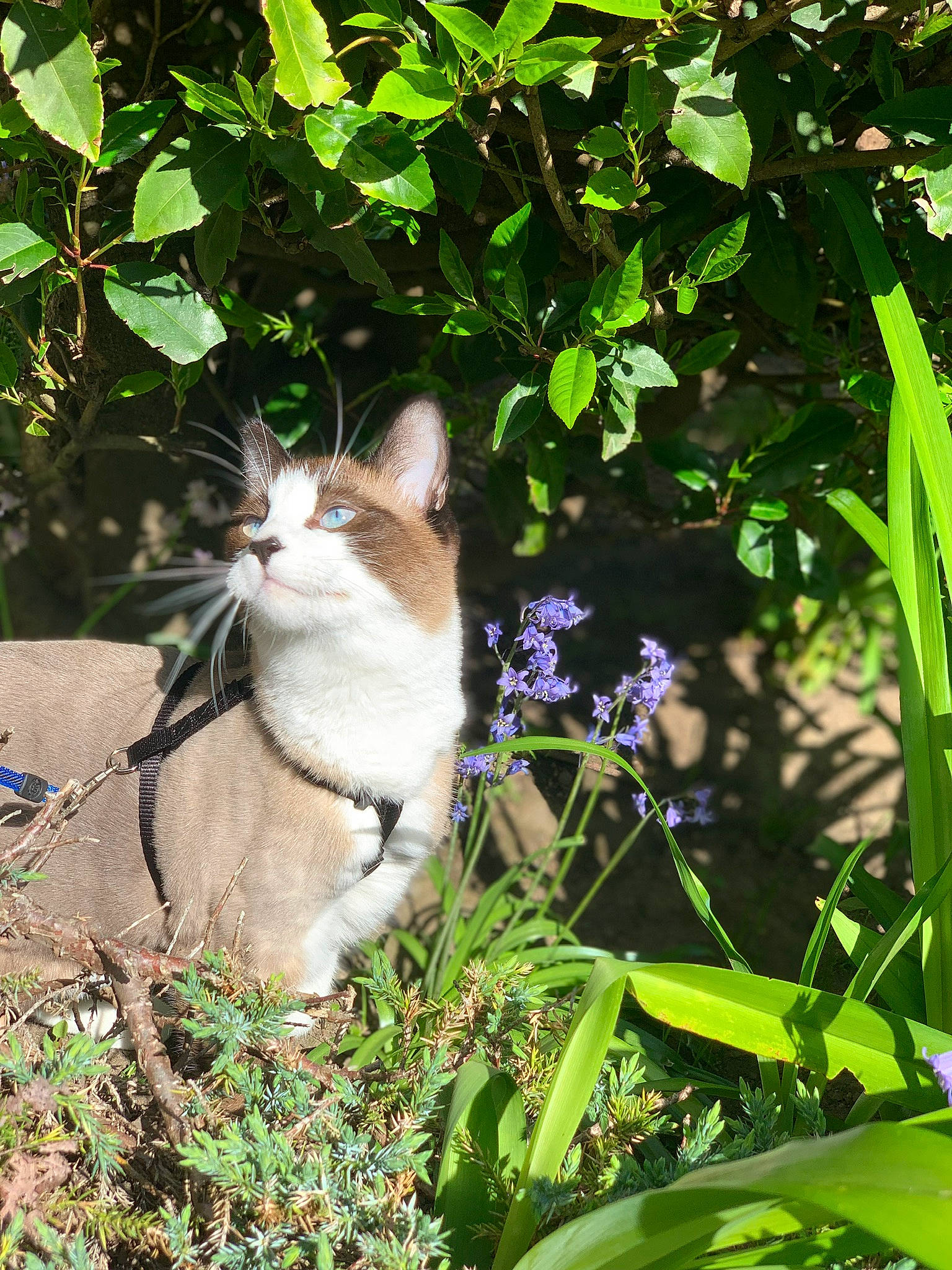 Benni joined the competition — help win amazing prizes! aegean_cat, botany, carnivore, cat, domestic_short_haired_cat, european_shorthair, felidae, flower, garden, grass, green, kitten, leaf, organism, plant, shrub, small_to_medium_sized_cats, spring, tree, whiskers