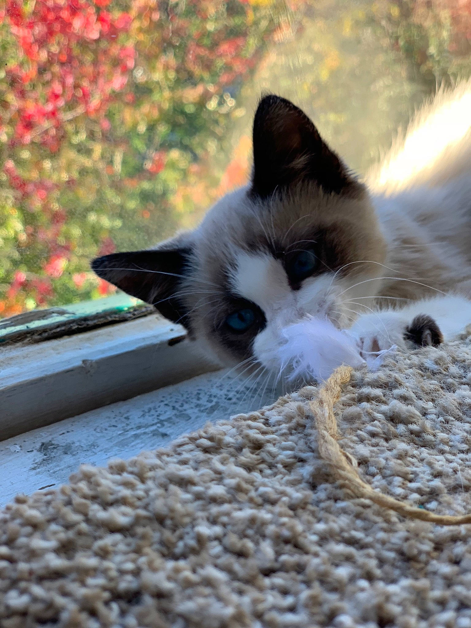Benni joined the competition — help win amazing prizes! aegean_cat, carnivore, cat, domestic_short_haired_cat, eye, fawn, felidae, kitten, ojos_azules, polydactyl_cat, ragdoll, sky, small_to_medium_sized_cats, snout, snowshoe, tail, whiskers