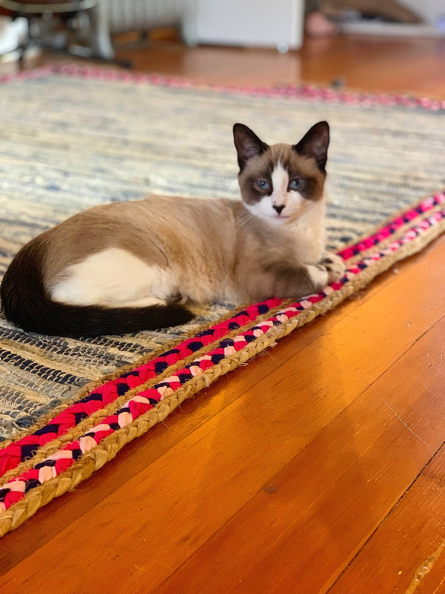 Benni is registered to the contest to win money with this photo: aegean_cat, asian, burmese, carnivore, cat, domestic_short_haired_cat, fawn, felidae, floor, flooring, hardwood, kitten, mammal, small_to_medium_sized_cats, snowshoe, table, thai, whiskers, wood, wood_flooring