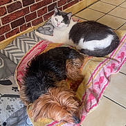 Neutron participe au concours pour gagner de l'argent avec cette photo : animal, black_and_white_cat, brick_wall, cat, companion, cozy, cute, dog, domestic, floor, fur, indoor, pet, pillow, relaxing, resting, sleeping, small_dog, tile_floor, towel