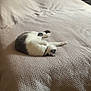 bed, bedroom, blanket, cat, cozy, domestic_animal, furniture, gray, headboard, home, indoor, knit, patterned_wall, pet, quiet, relaxation, resting, sleeping, textured, white