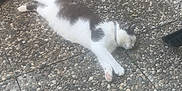 Neutron participe au concours pour gagner de l'argent avec cette photo : animal, calm, cat, collar, domestic_animal, feline, floor_tiles, lying_down, outdoor, paws, pebble_stone, pet, quiet, relaxed, resting, side_view, small_bowl, stone_patio, sunlight, white_and_gray