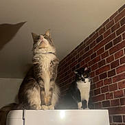 Tidji participe au concours pour gagner de l'argent avec cette photo : appliance, black_and_white_cat, brick_wall, brown_cat, cat, cats, curious, domestic_animal, feline, fur, household, indoor, looking_up, magnetic_magnets, pet, quiet, refrigerator, shadow, wall, whiskers