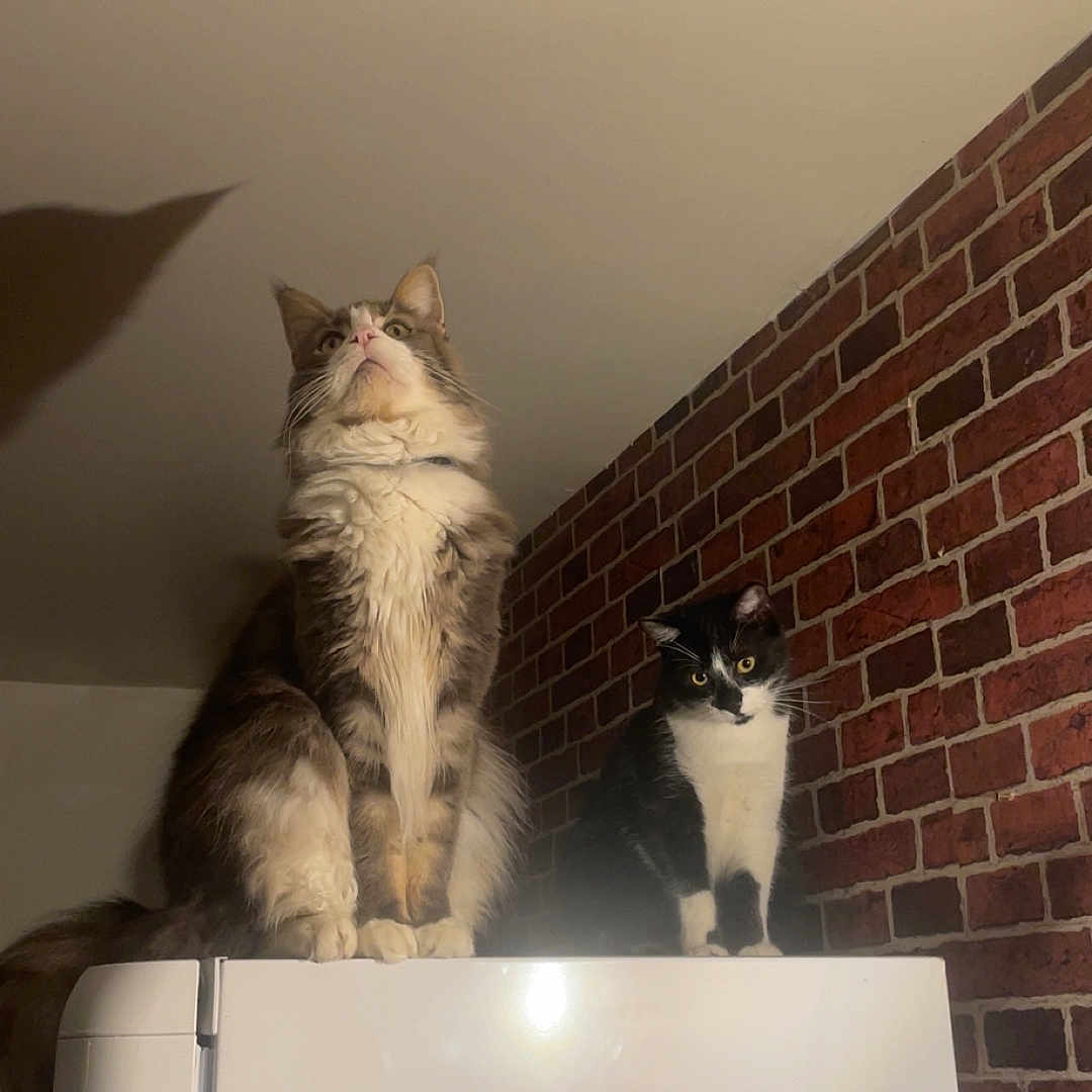 Tidji participe au concours pour gagner de l'argent avec cette photo : appliance, black_and_white_cat, brick_wall, brown_cat, cat, cats, curious, domestic_animal, feline, fur, household, indoor, looking_up, magnetic_magnets, pet, quiet, refrigerator, shadow, wall, whiskers