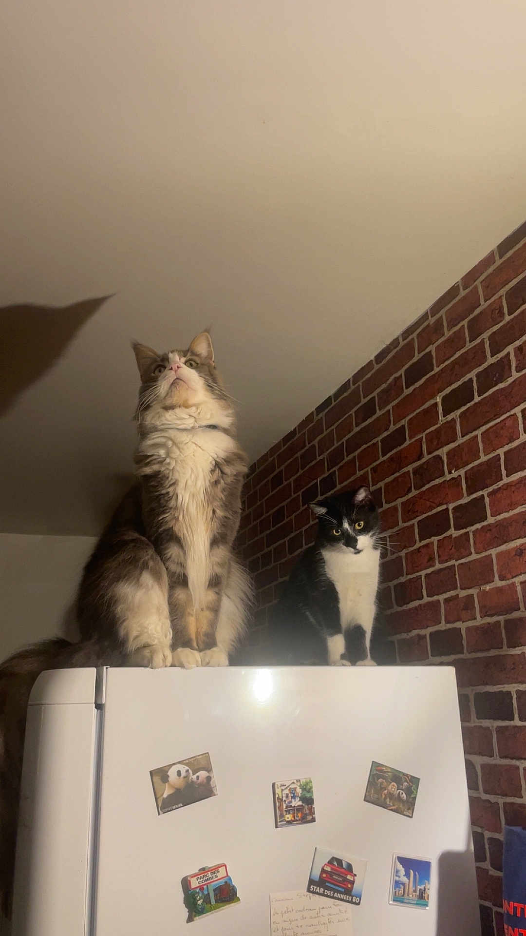 Tidji participe au concours pour gagner de l'argent avec cette photo : appliance, black_and_white_cat, brick_wall, brown_cat, cat, cats, curious, domestic_animal, feline, fur, household, indoor, looking_up, magnetic_magnets, pet, quiet, refrigerator, shadow, wall, whiskers