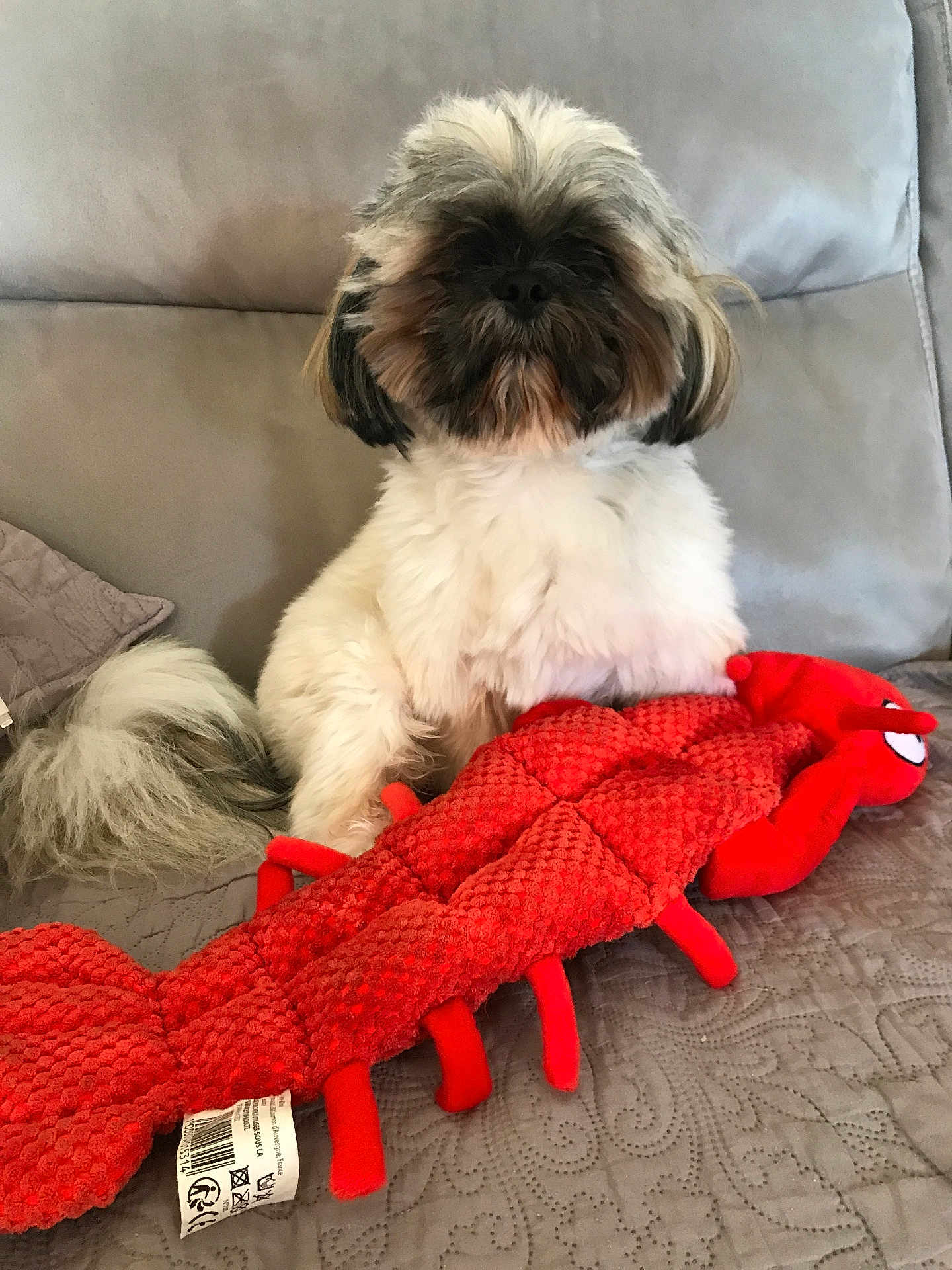 Pitchoun participe au concours pour gagner de l'argent avec cette photo : dog, fluffy, toy, plush, lobster, red, couch, pet, animal, indoor, cute, fur, sitting, tail, face, home, relaxed, companion, soft, domestic