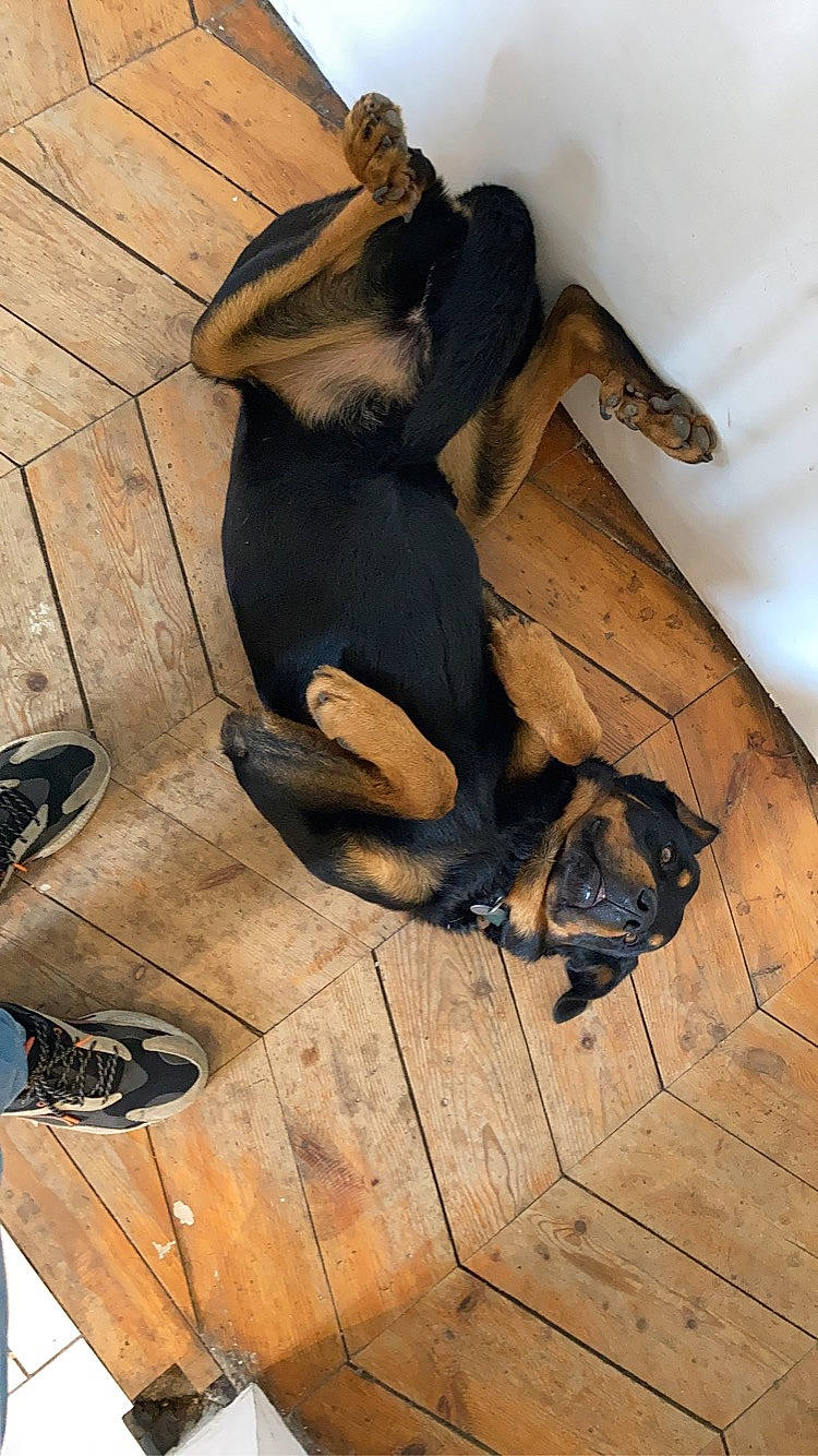 Maestro a rejoint le concours — aidez-le/la à gagner de superbes lots ! carnivore, companion_dog, dog, dog_breed, dress, fawn, floor, flooring, foot, fur, hardwood, human_leg, knee, sandal, sitting, snout, thigh, wood, wood_flooring, working_animal