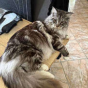 Akela participe au concours pour gagner de l'argent avec cette photo : cat, fluffy, long_hair, table, indoor, pet, relaxed, feline, fur, tail, floor, domestic, animal, household, looking, resting, whiskers, eyes, paws, mammal