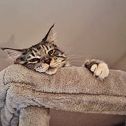 Akela a rejoint le concours — aidez-le/la à gagner de superbes lots ! animal, cat, cat_tree, cozy, cute, domestic, feline, fur, household, indoor, lazy, mischievous, paw, pet, pet_toy, playful, relaxed, scratching_post, tabby, whiskers