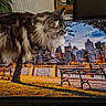 Akela a rejoint le concours — aidez-le/la à gagner de superbes lots ! bench, boxes, cat, city, cityscape, completed_puzzle, decor, fluffy, furniture, gray_cat, home, indoor, lights, long_hair, puzzle, quiet, relaxing, skyline, table, wooden_table