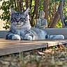 Akela participe au concours pour gagner de l'argent avec cette photo : animal, buddha_statue, calm, candle_holder, cat, close_up, feline, garden, grey_cat, leaves, nature, outdoor, pet, relaxed, serene, shadows, sunlight, trees, white_paws, wooden_deck