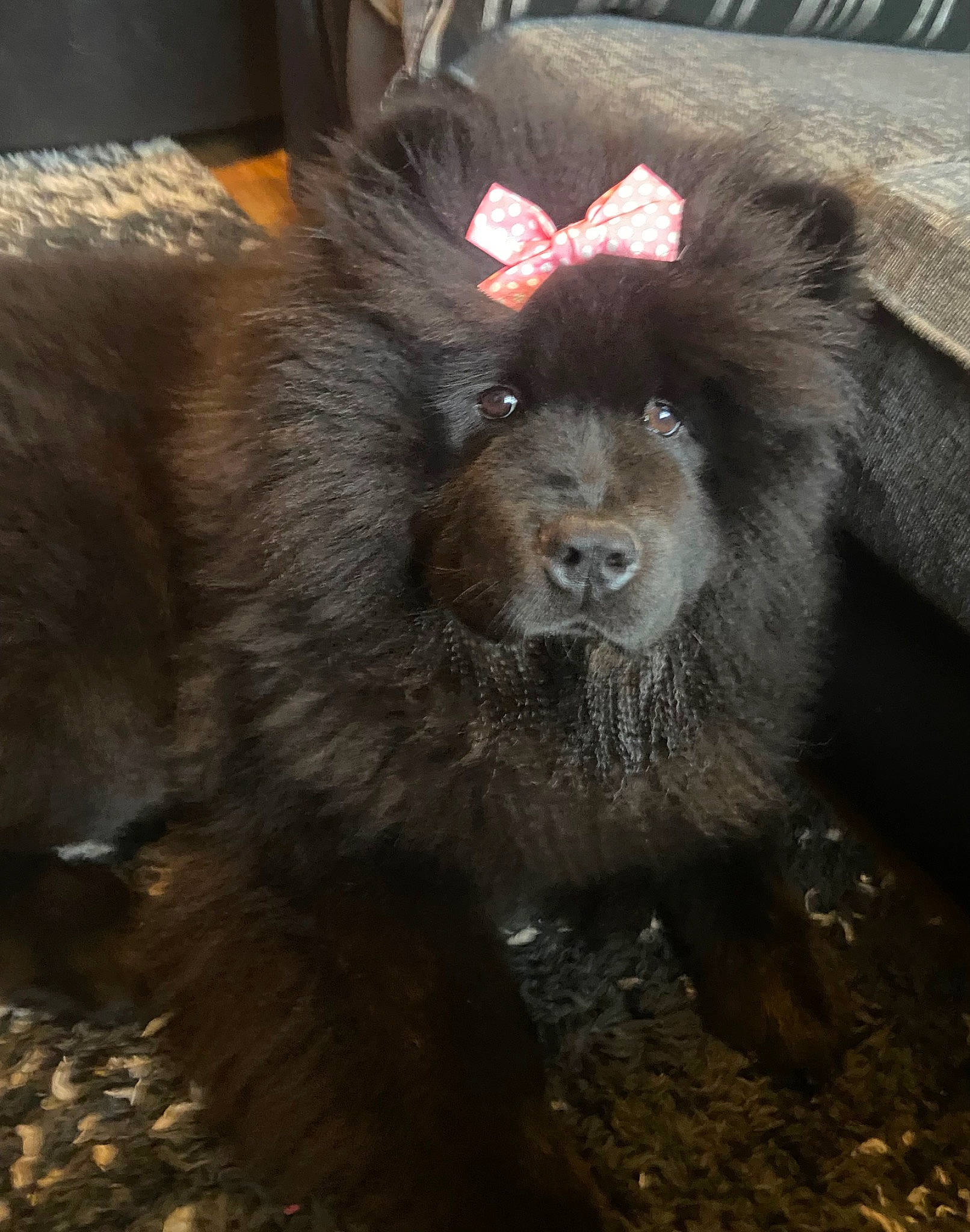 Coco joined the competition — help win amazing prizes! claw, fawn, fur, liver, natural_material, paw, primate, snout, soil, tail, terrestrial_animal, wildlife, zoo