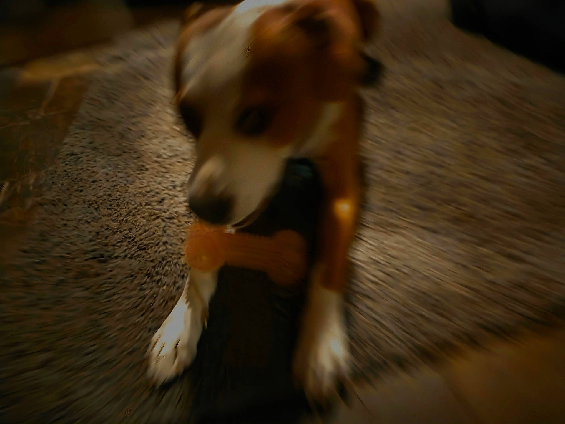 Max A Million Mccoy is registered to the contest to win money with this photo: animal, blurred, bone, brown, canine, carpet, chew_toy, cute, dog, floor, furry, home, indoor, mammal, motion_blur, paw, pet, play, toy, white