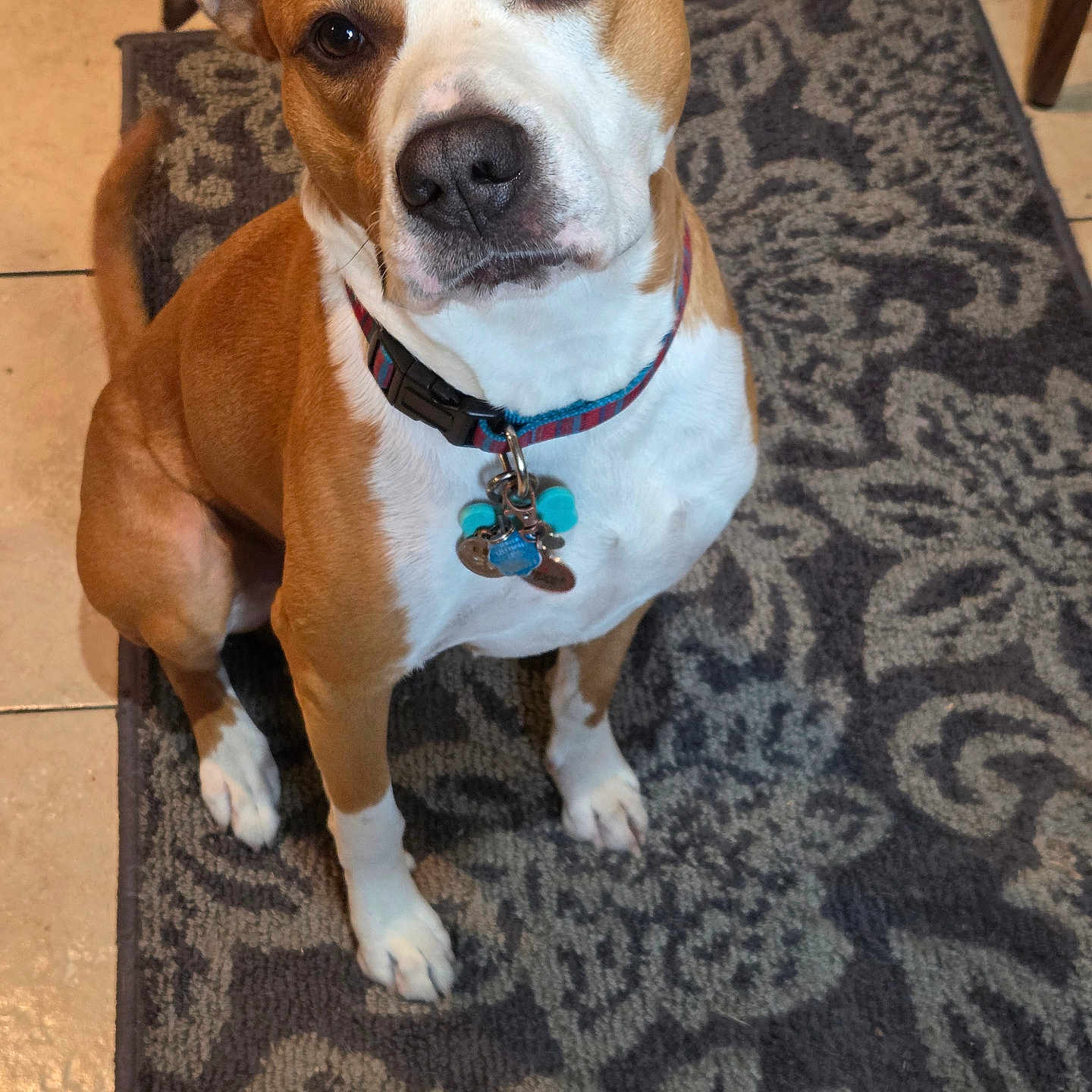 Max A Million Mccoy joined the competition — help win amazing prizes! animal, brown, canine, collar, companion, cute, dog, domestic, ears, floor, friendly, indoor, looking_up, paw, pet, rug, sitting, tags, tile, white