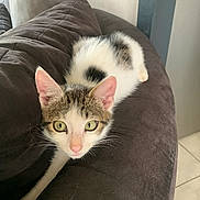 Gus participe au concours pour gagner de l'argent avec cette photo : cat, kitten, indoor, couch, furniture, pet, animal, white, brown, black, fur, eyes, whiskers, stretching, looking, curious, young, floor, tile, relaxed