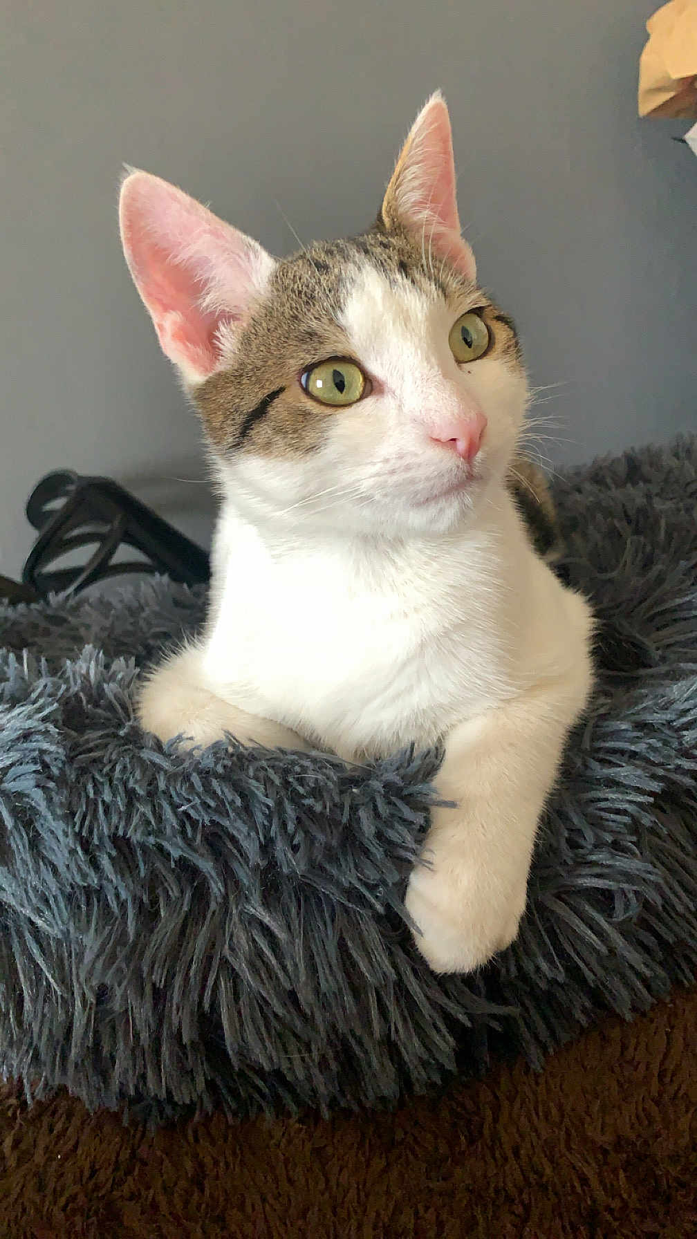 Gus participe au concours pour gagner de l'argent avec cette photo : cat, animal, pet, feline, fur, whiskers, ears, green_eyes, pink_nose, bed, fluffy, gray, white_fur, tabby, domestic_cat, indoor, resting, cute, close_up, portrait