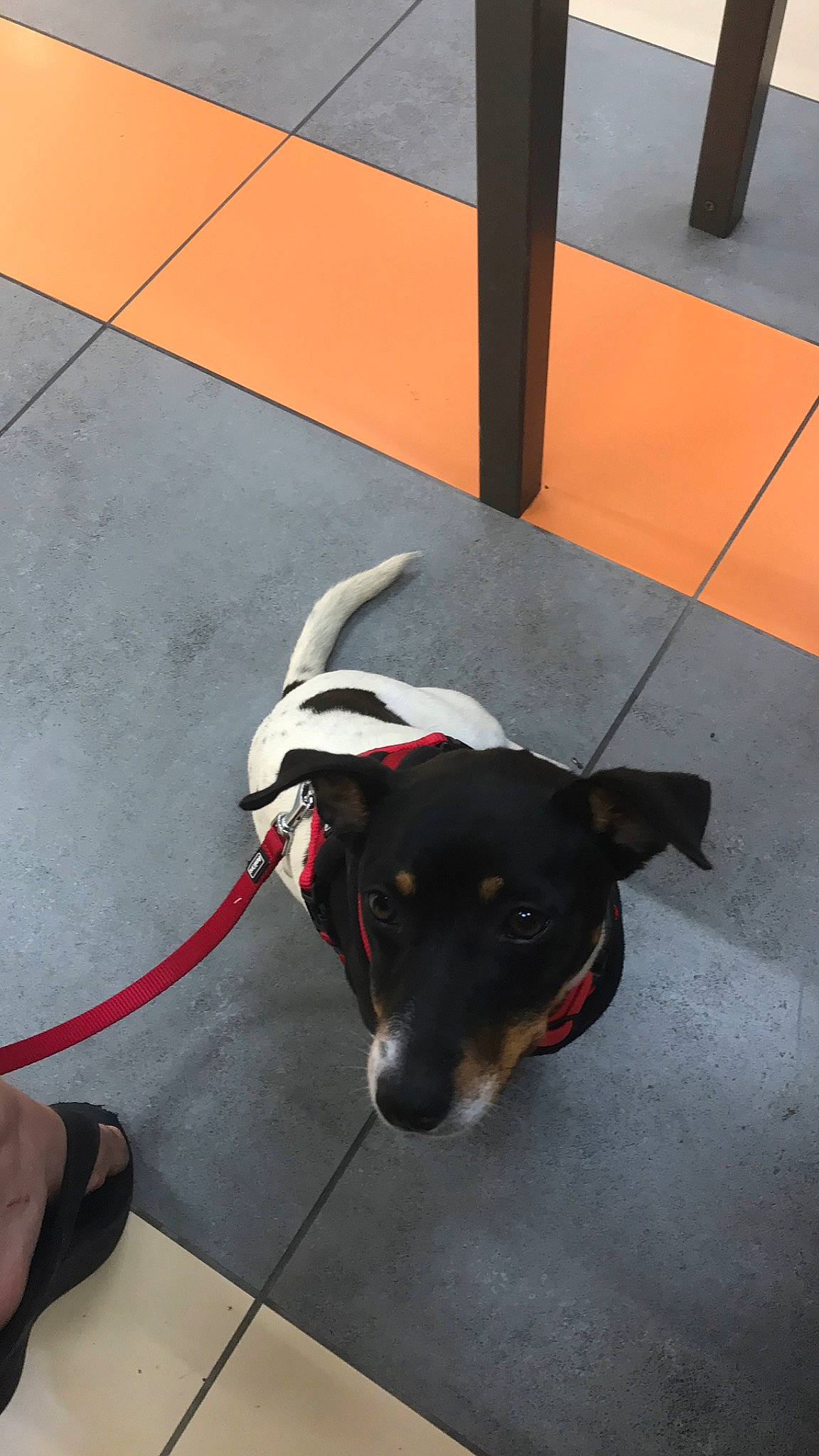 Maggy participe au concours pour gagner de l'argent avec cette photo : canidae, carnivore, collar, dobermann, dog, dog_breed, fawn, floor, guard_dog, leash, manchester_terrier, pinscher, ratonero_bodeguero_andaluz, snout, sporting_group