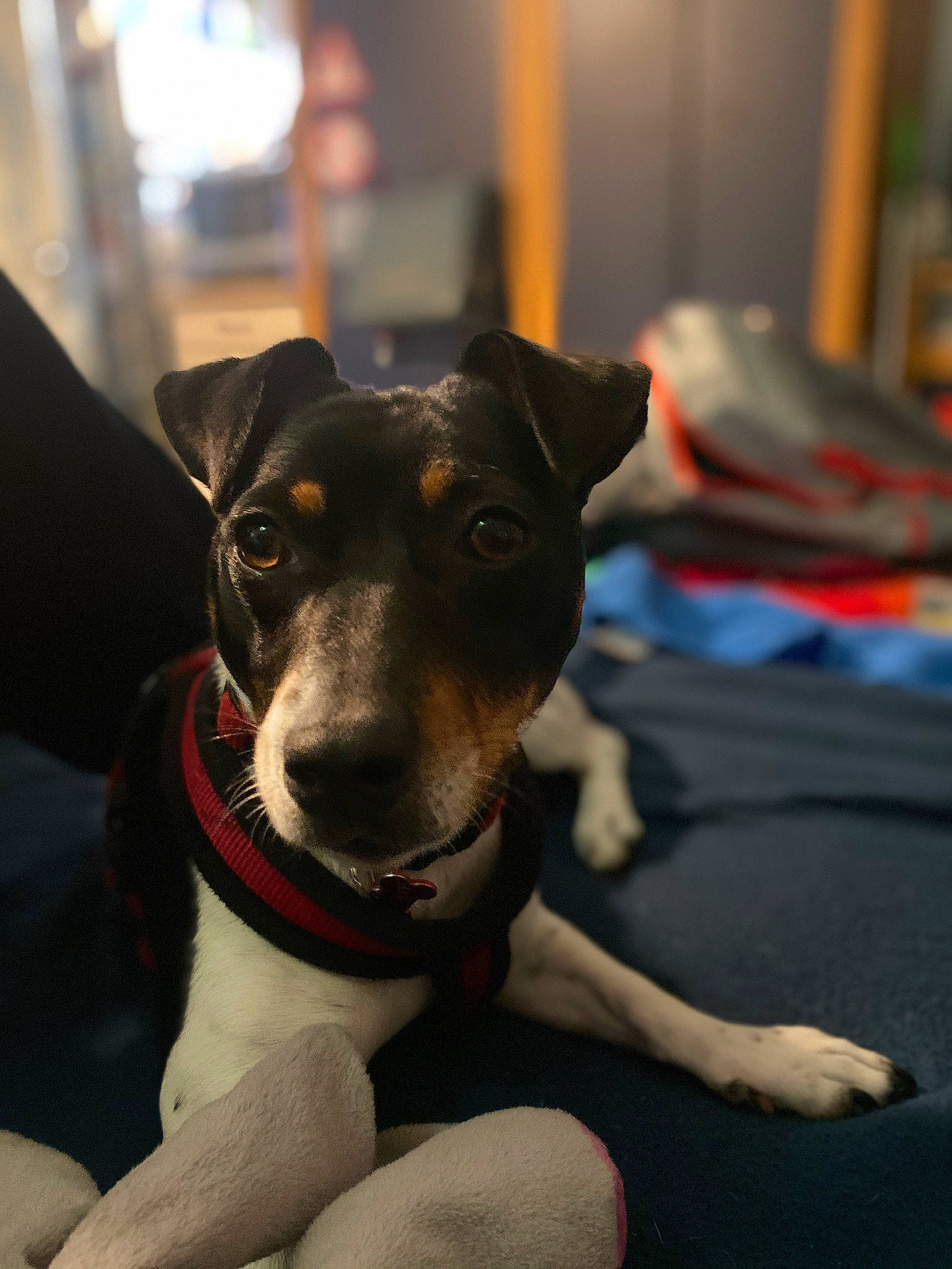 Maggy participe au concours pour gagner de l'argent avec cette photo : brazilian_terrier, canidae, carnivore, companion_dog, dog, dog_breed, feist, fox_terrier, mammal, paw, potcake_dog, puppy, rare_breed_dog, rat_terrier, ratonero_bodeguero_andaluz, smooth_fox_terrier, snout, terrier, toy_manchester_terrier, vertebrate