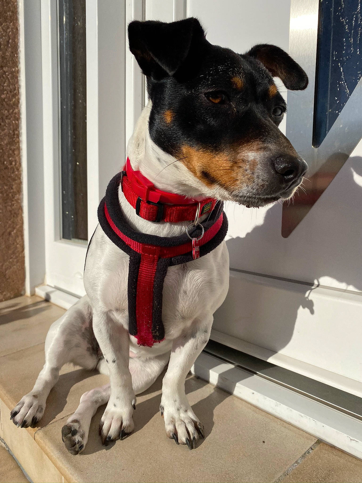 Maggy a rejoint le concours — aidez-le/la à gagner de superbes lots ! brazilian_terrier, canidae, carnivore, collar, companion_dog, danish_swedish_farmdog, dog, dog_breed, dog_collar, feist, mammal, miniature_fox_terrier, rare_breed_dog, rat_terrier, ratonero_bodeguero_andaluz, smooth_fox_terrier, snout, teddy_roosevelt_terrier, tenterfield_terrier, vertebrate