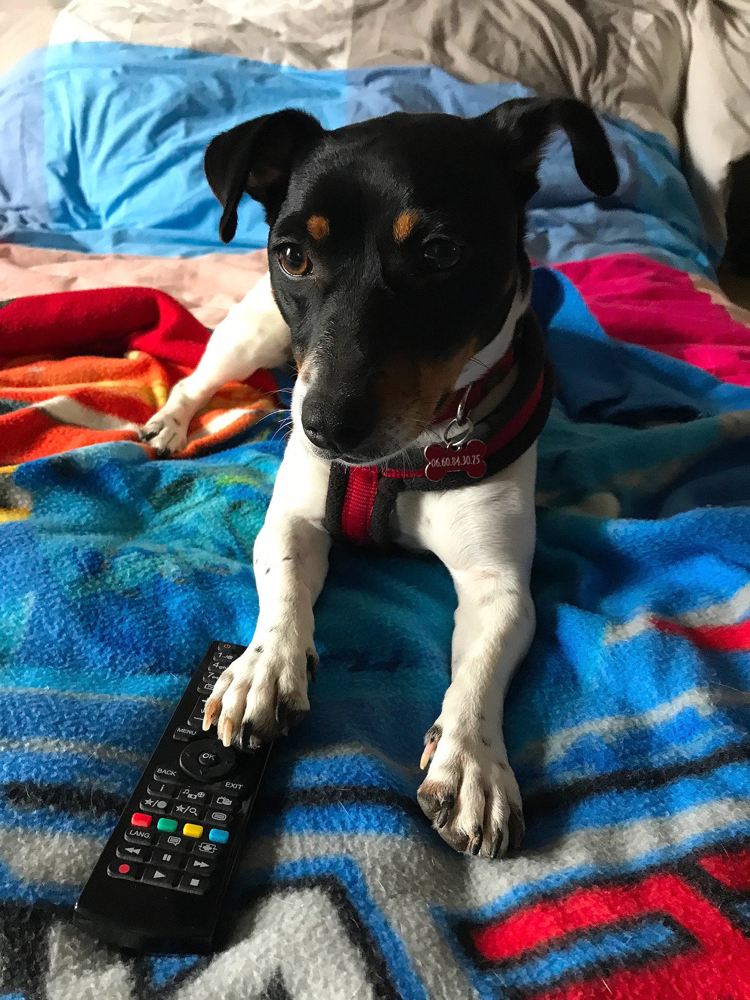 Maggy a rejoint le concours — aidez-le/la à gagner de superbes lots ! canidae, carnivore, companion_dog, danish_swedish_farmdog, dog, dog_breed, feist, fox_terrier, mammal, paw, puppy, rare_breed_dog, rat_terrier, ratonero_bodeguero_andaluz, smooth_fox_terrier, snout, sporting_group, terrier, treeing_feist