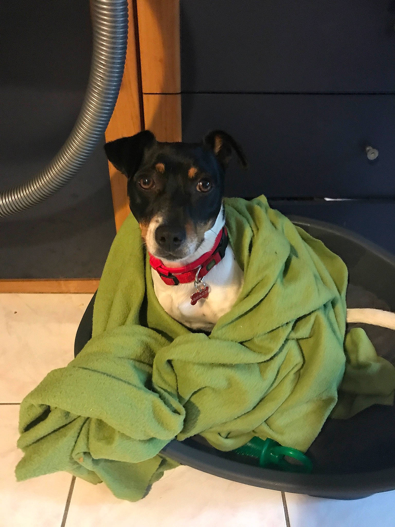 Maggy a rejoint le concours — aidez-le/la à gagner de superbes lots ! american_pit_bull_terrier, american_staffordshire_terrier, canidae, carnivore, dog, dog_breed, jaw, non_sporting_group, snout, sporting_group, staffordshire_bull_terrier, terrier