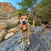 Luna is registered to the contest to win money with this photo: dog, outdoor, rock, desert, cactus, sunlight, animal, nature, tongue_out, happy, ears, harness, smiling, pet, landscape, tree, blue_sky, rocks, adventure, canine