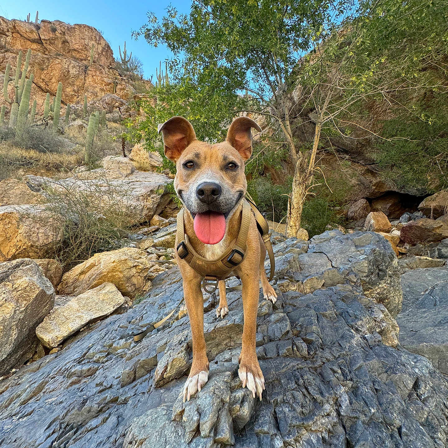 Luna is registered to the contest to win money with this photo: adventure, animal, blue_sky, cactus, canine, desert, dog, ears, happy, harness, landscape, nature, outdoor, pet, rock, rocks, smiling, sunlight, tongue_out, tree