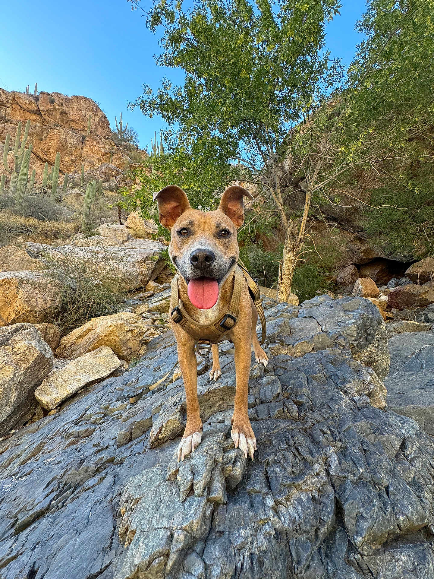 Luna is registered to the contest to win money with this photo: dog, outdoor, rock, desert, cactus, sunlight, animal, nature, tongue_out, happy, ears, harness, smiling, pet, landscape, tree, blue_sky, rocks, adventure, canine