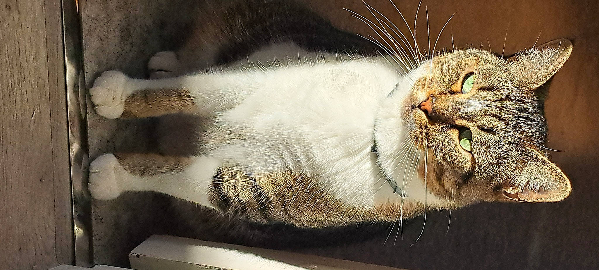 Cyan participe au concours pour gagner de l'argent avec cette photo : carnivore, cat, claw, comfort, domestic_short_haired_cat, fawn, felidae, fur, paw, shadow, small_to_medium_sized_cats, snout, tail, terrestrial_animal, tints_and_shades, tree, whiskers, wildlife, wood