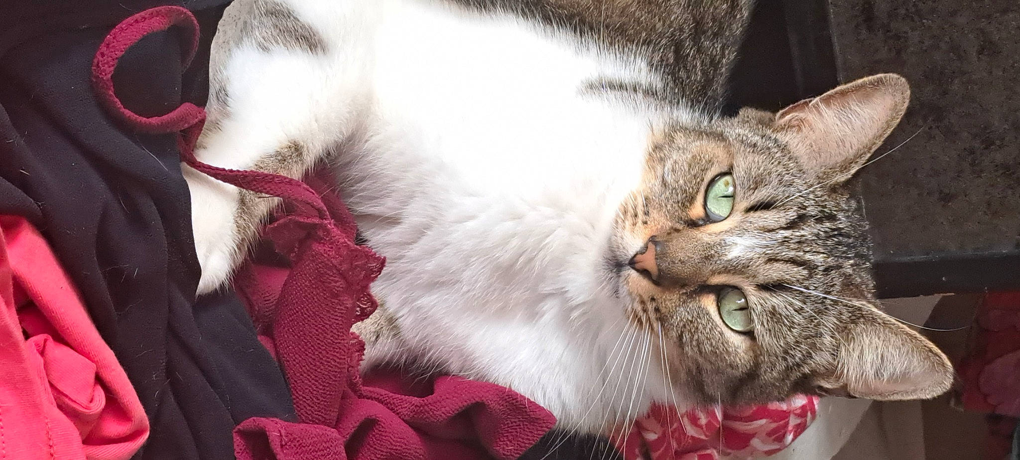 Cyan a rejoint le concours — aidez-le/la à gagner de superbes lots ! carnivore, cat, cat_supply, comfort, domestic_short_haired_cat, event, felidae, fur, paw, small_to_medium_sized_cats, snout, terrestrial_animal, whiskers, window