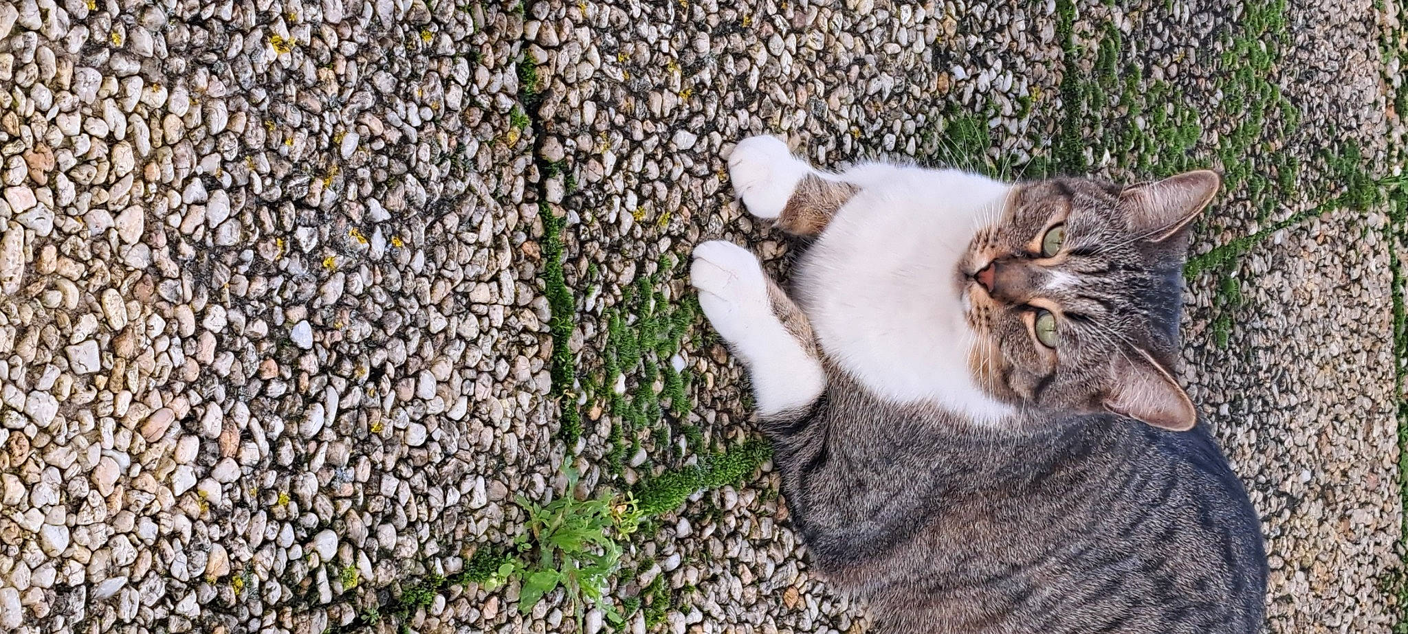 Cyan a rejoint le concours — aidez-le/la à gagner de superbes lots ! asphalt, carnivore, cat, claw, cobblestone, domestic_short_haired_cat, felidae, fur, grass, groundcover, paw, plant, road_surface, small_to_medium_sized_cats, soil, tail, terrestrial_animal, tree, whiskers, wildlife